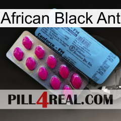 African Black Ant 35